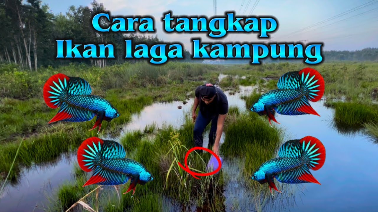 Cara tangkap ikan laga kampung‼️‼️‼️ (part 11)