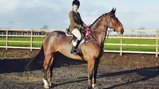 Alfie 90cm Working Hunter