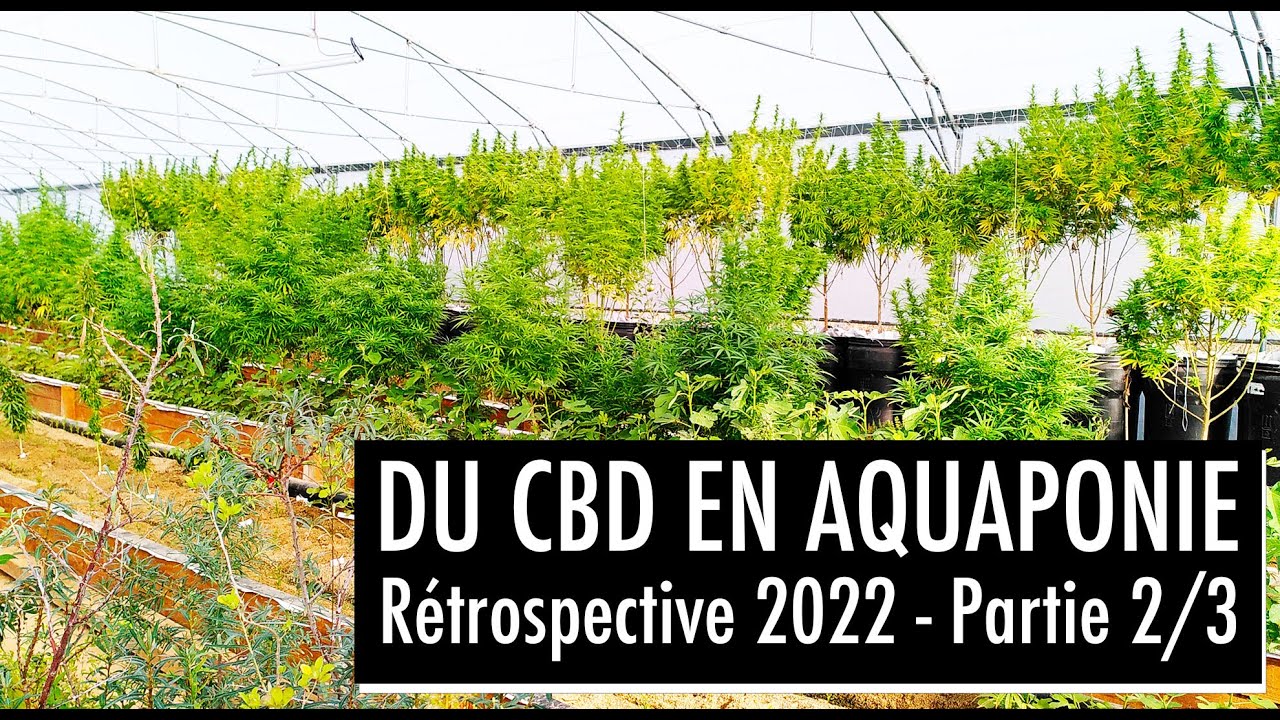 Du CBD en aquaponie : les images parlent d'elles-même! (2022 Partie 2/3)