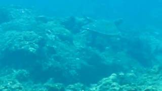 980712墾丁合界綠蠵龜2