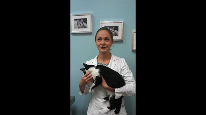 Towne Animal Clinic Loves Cats!