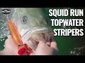 Squid Run Stripers | Tactical Drifts Off the Rip | Monomoy