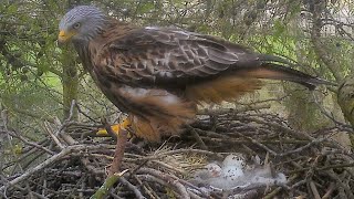 Rare Glimpse Of Red Kite Laying Eggs Discover Wildlife Robert E Fuller