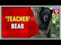 Watch this viral video of a bear teaching her cub to climb trees