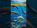 🦈 EVOLUTION OF SHARKS: 450 MILLION YEARS OF SURVIVAL 🌊Did you know sharks are older than dinosaur?