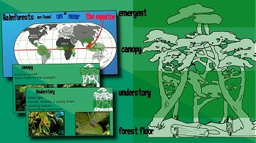 Layers of a Rainforest | EasyTeaching