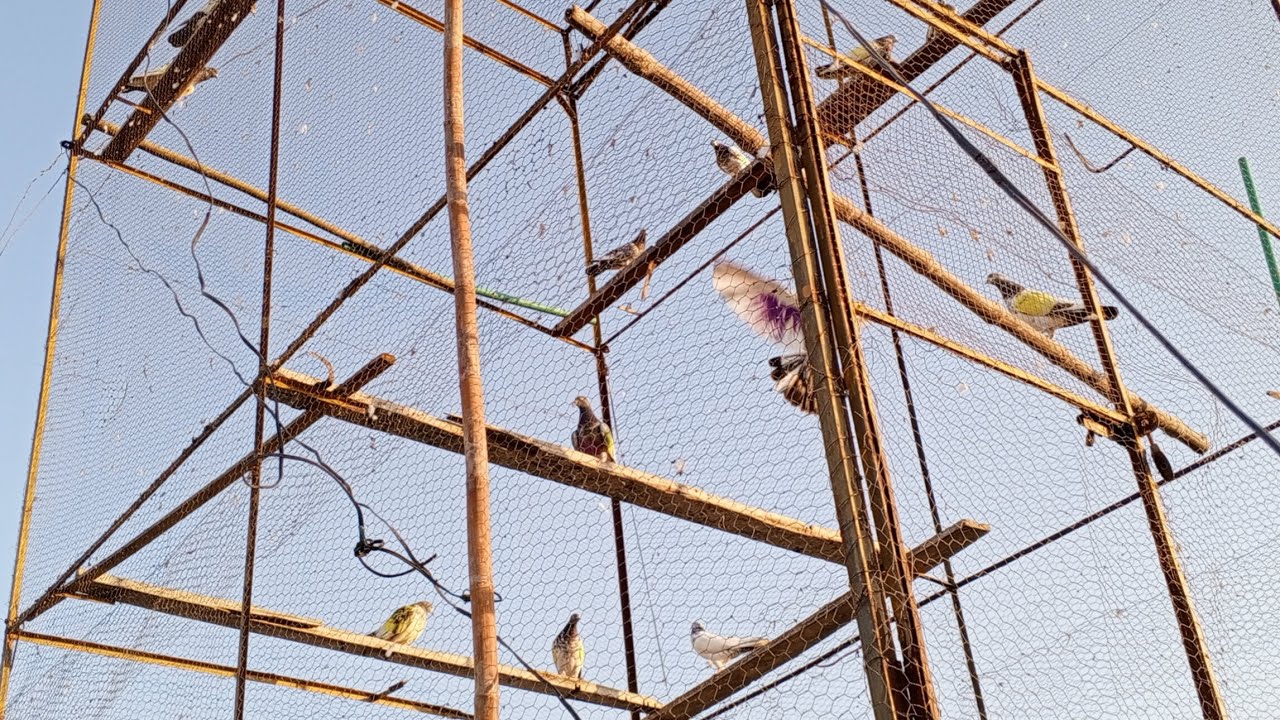 ماشاءﷲ جی بہت زیادہ انجوے کیا أج چس ا گی جس بھای کو کبوتر چاہے ربط کر لے