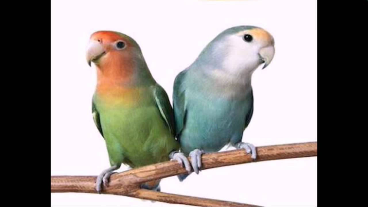 Agapornis minidocumental | el pajaro del amor - YouTube