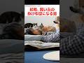 ムギュウとされても無抵抗な猫