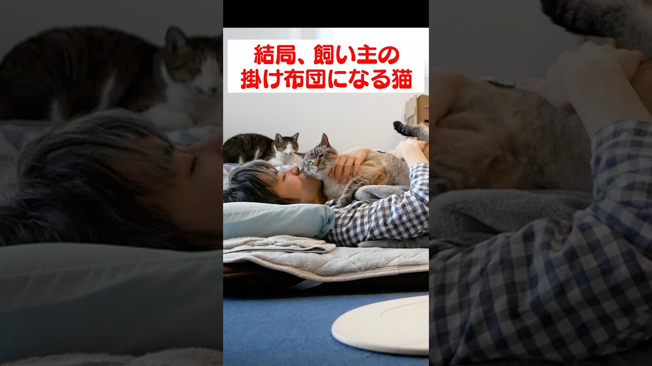 ムギュウとされても無抵抗な猫