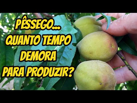 Vídeo: Qual a idade dos pêssegos?