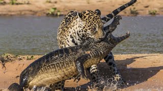 7 Aggressive Animals That Hate Each Other