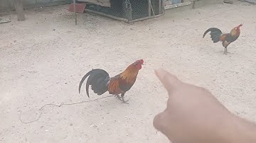 30 (3) Saib qaib ua kev lom zem nawb 2025