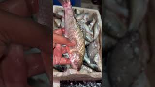 250 Gram Pound In Fish In India