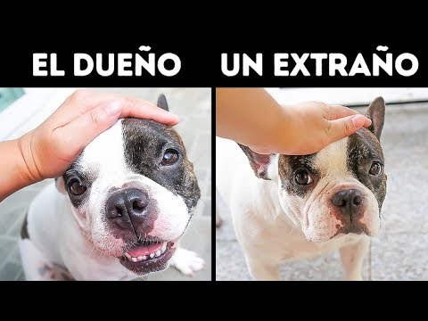 Video: ¿Pueden los perros deprimirse?