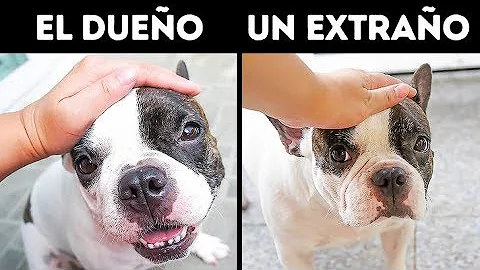 ¿Qué cosas molestan a los perros?