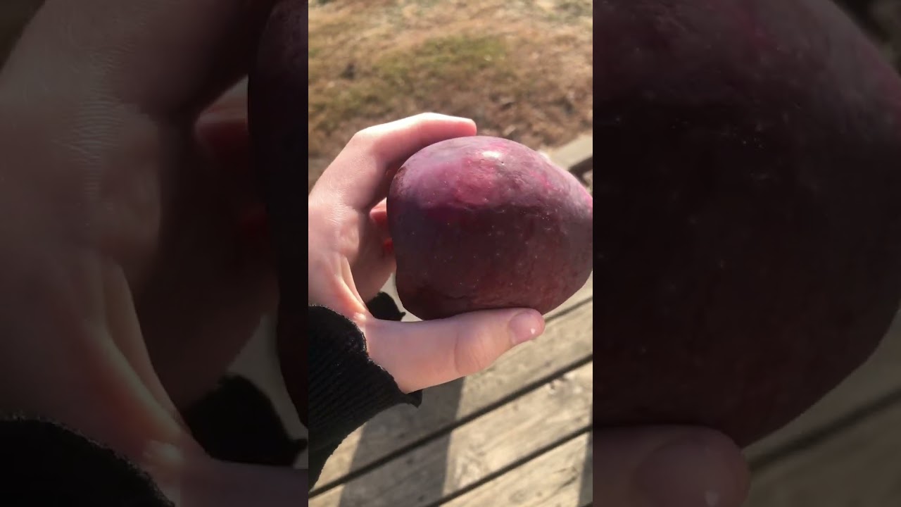 Watch Part 2 of the rotten apples on YouTube Watch Part 2 of the rotten apples on YouTube