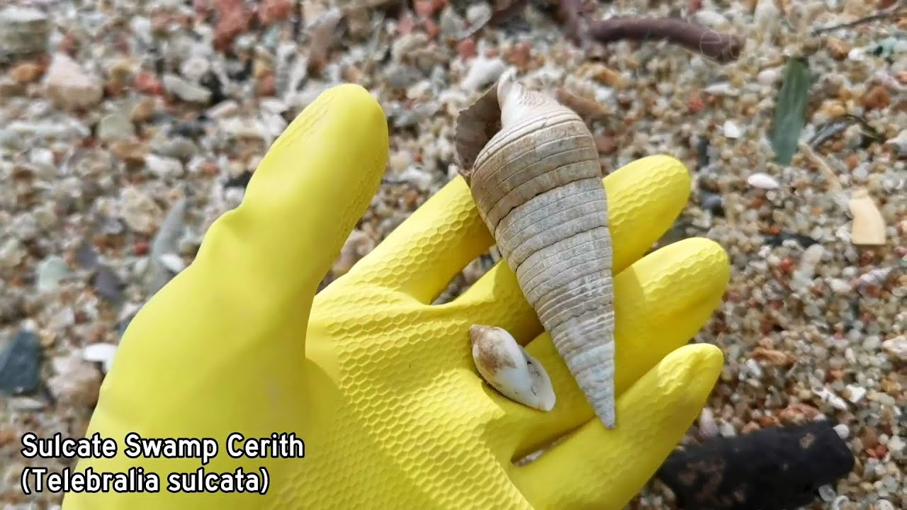 Virtual Shelling episode 5 • Telescope Snail, Donkey Cowrie