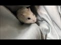 飼い主の布団に潜り込むおこめがかわいい【Cute hamster crawling into its owner's futon】