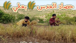 موسم حصاد العدس في عفرين 🌾فيديو حلو كتير شوفوا أيام زمان شو كانوا يعملوا تابعوا للأخير♥️