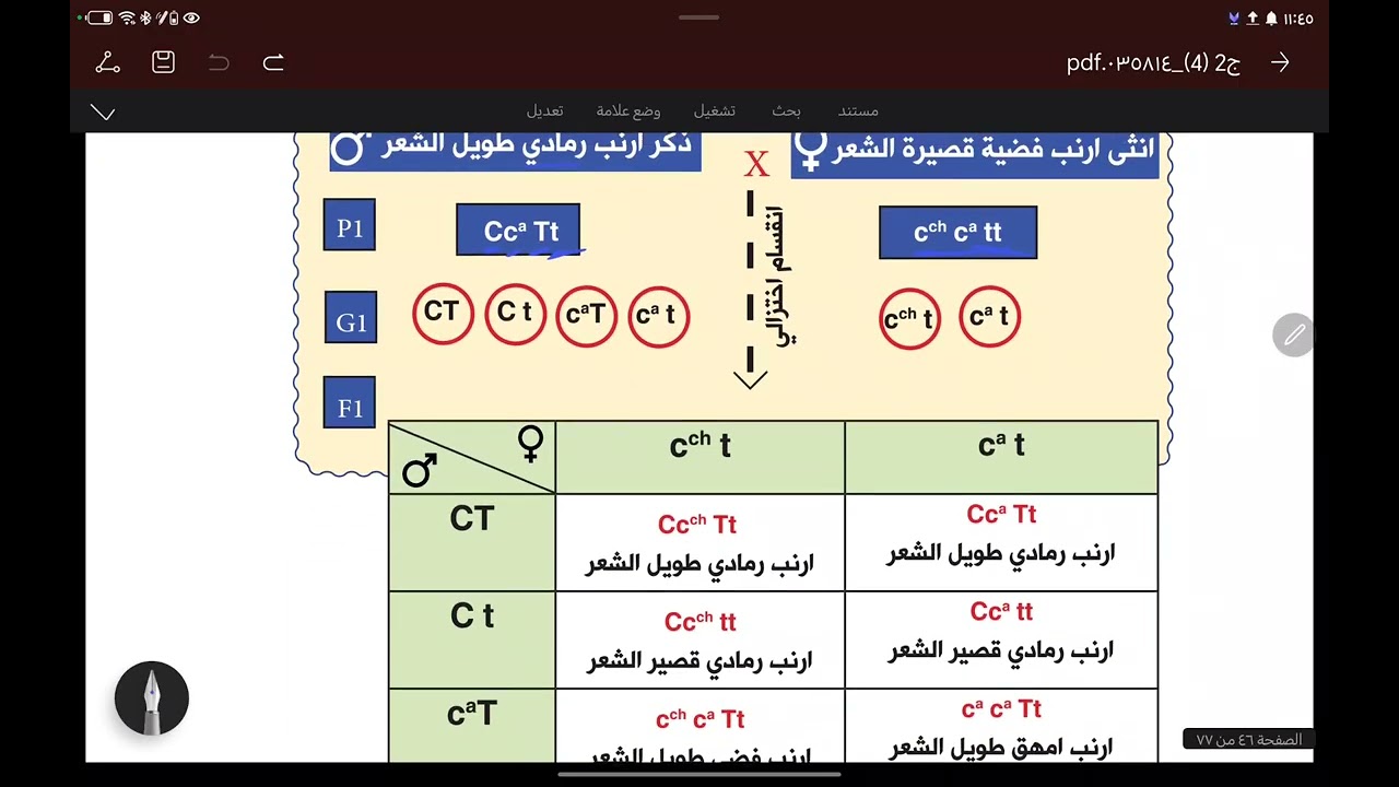 المحاضرة رقم 34 : تكملة مسائل ألوان الفراء في الأرانب 