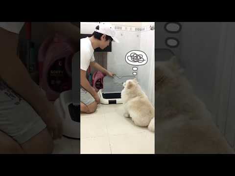 Dạy chó đi vệ sinh trong nhà tắm được không? | Cách Huấn luyện chó cơ bản BossDog
