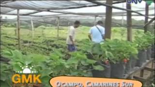 Growing Strawberries in Camarines Sur