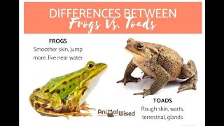 DIFFERENCE BETWEEN FROG AND TOAD