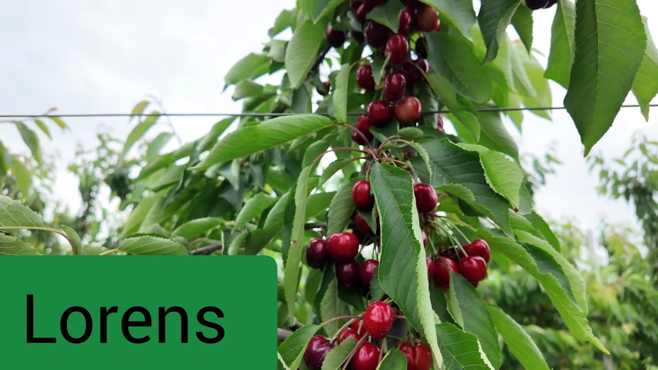 Swwit Lorenz  Gilas Növü .  Gizela 6 üzərində