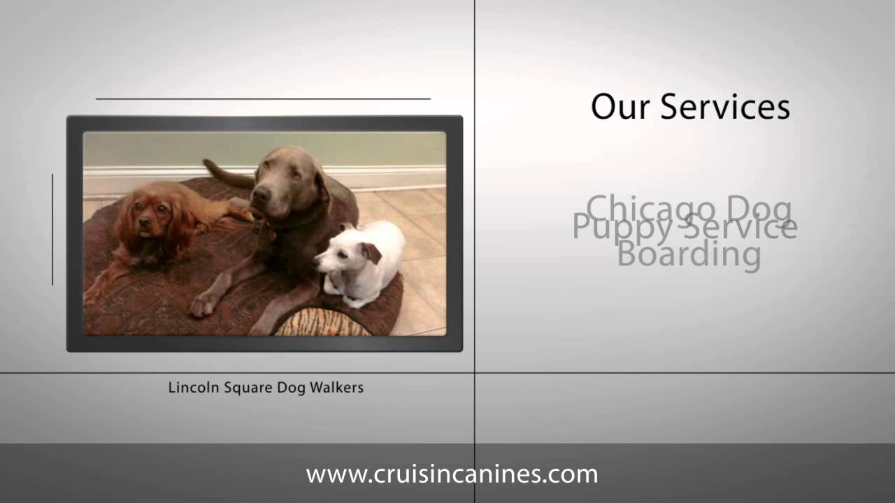 Lincoln Square Dog Walkers Chicago Dog Walking Company Cruisin