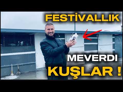 FESTİVALLIK KUŞLAR GELDİ ! 