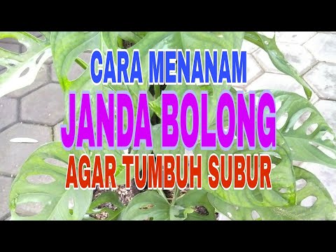 Video: Produk Untuk Perawatan Tanaman Dalam Ruangan Dari Perusahaan Seramis - Jerman