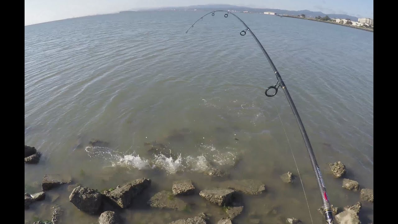 Oyster Point Halibut Fishing