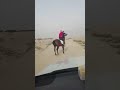 الحصان الأصيل مخاوي الذيب