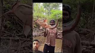 panah ikan lele besar yang sembunyi dibawa ranting pohon#anggerpapua #mancing