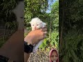 Itukan cuma mainan ‼️ BUKAN KUCING BENERAN ‼️