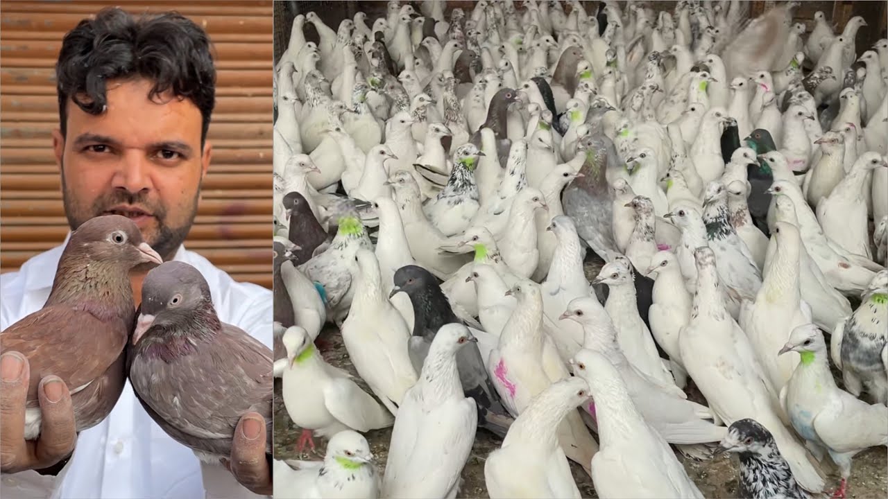 Shazad loni kabutar shop kabootar market loni sehzad pet shop Delhi white pigeons