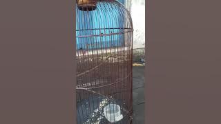 Burung Korsit/petis raja