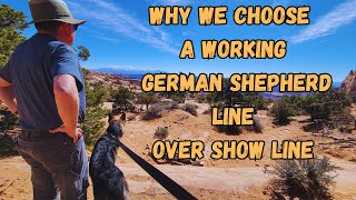 Why We Choose A Working German Shepherd Line Over Show Line.