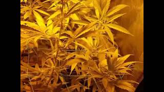 Grow updata flowering day 16 looking good