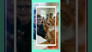 Cat 0491, Funny Cats 🐈🐈, #cats,  #funnycats, #shorts, #omahgubuk, #koesplus, #kucinglucu, #short