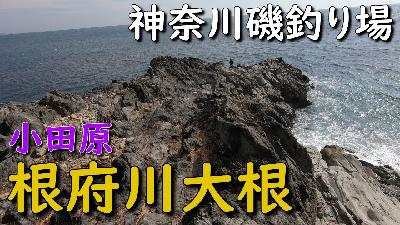 神奈川磯釣り場 小田原 根府川大根 メジナ釣り カサゴ釣り MANCING MANIA JAPAN