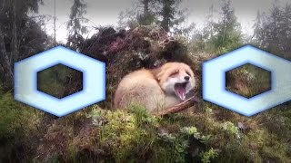 REAL FOX 20XX ACTION