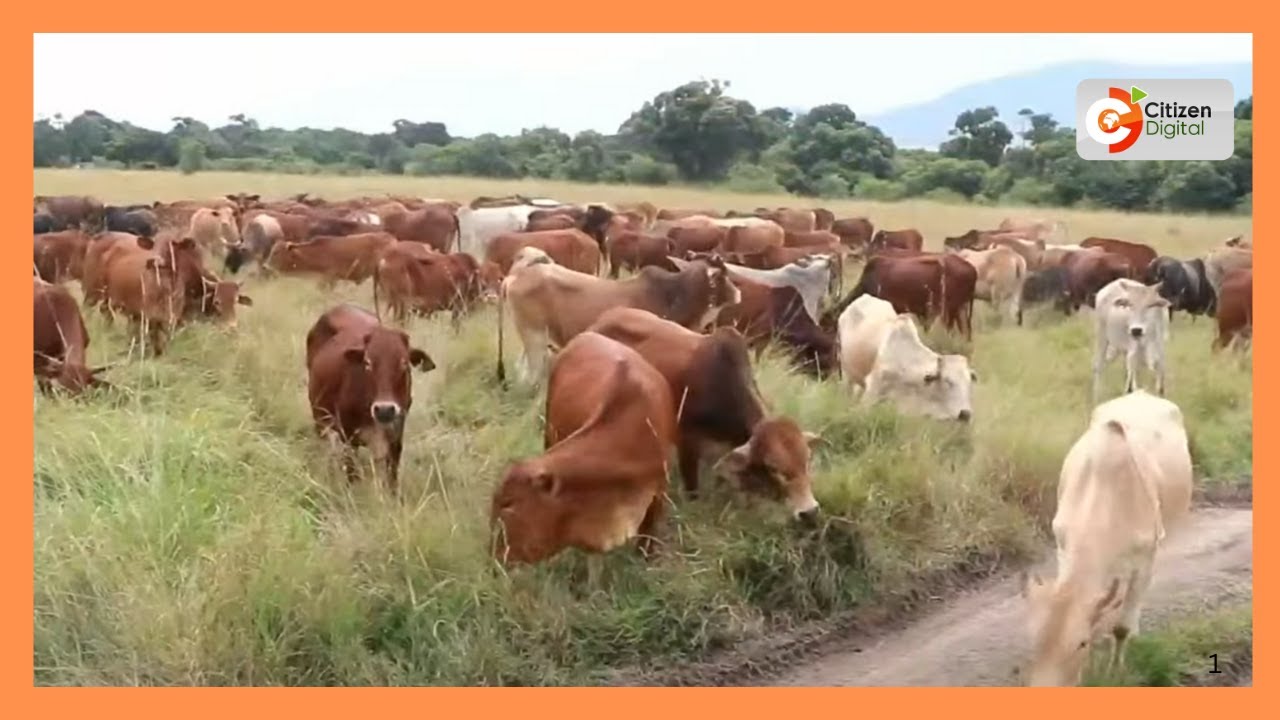 Mfugaji akadiria hasara ya mamilioni ya pesa Lamu baada ya ng’ome 53 kufariki