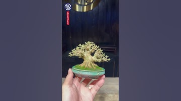 Đầu tuần vui vẻ nhé cả nhà! #bonsai #bonsaimini #bonsaisieumini #phuckhanggarden  #samhuong