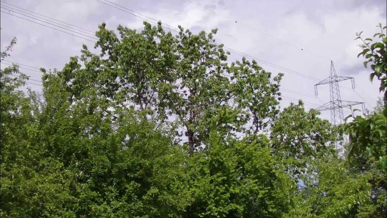 Wenn die Vögel im Frühling am Kirschbaum singen ! YouTube