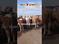 Sivas Şarkışla hayvan pazarı #trend #öneçıkar#keşfet#shorts#viral #youtube#oyun#vlog #youtuber