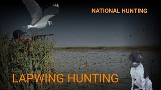 Cüllüt ovu(çibis)  2018. Охота на чибиса. Lapwing hunting