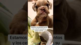 El dice ñauf ñauf #funnydogs #cachorrosdivertidos #perros #mascotas
