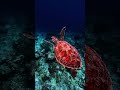 Dive Into Serenity 🌊 | Relaxing Underwater Journey with Calming Ocean Sounds